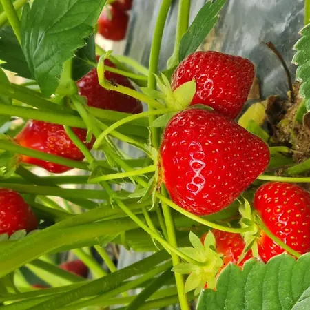 Des Noisetiers Hébergement de vacances